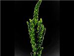 Green Upright HFC Amaranthaceae