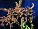 Hypochodriacus Upright Copper Amaranthaceae