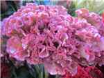 Bombay Light Pink Amaranthaceae