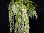 Green Hanging Amaranthus