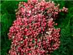 Pepperberry Anacardiaceae