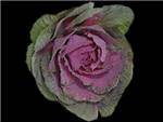 Crane Rose Brassicaceae
