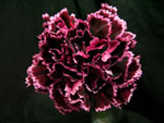 Nobbio Violet Carnation