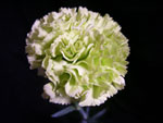 Prado Carnation