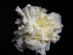 Silk Road Carnation