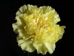 Yellow Candy Carnation