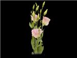 Rose Bi Pink Rim Gentianaceae