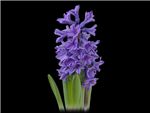 Moody Blue Hyacinthaceae