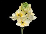 Dubium Cream Hyacinthaceae