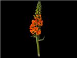 Dubium Orange Hyacinthaceae