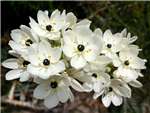 Star of Bethlehem Star of Bethlehem