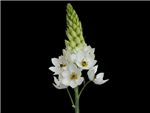White Hyacinthaceae