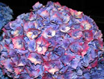 Antique Blue / Pink Hydrangea