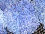 Extra Large Blue Hydrangea