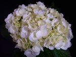 Medium White Hydrangea