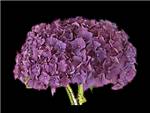 Bottstein Purple Hydrangeaceae