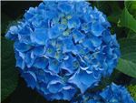 Dark Blue Hydrangeaceae