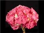 Dark Pink Hydrangeaceae