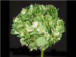 Green Dyed Hydrangeaceae