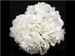 Jumbo White Hydrangeaceae