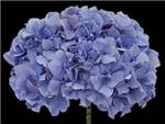 Kuhnert Blue Hydrangeaceae