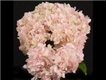 Light Pink Hydrangeaceae