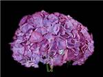 Neon Purple - Green Hydrangeaceae