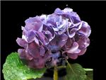 Purple (NZ) Hydrangeaceae