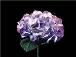 Purple Hydrangeaceae
