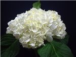 White Hydrangeaceae