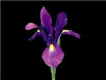Purple Sensation Iridaceae