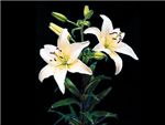 Alaska Liliaceae