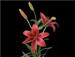 Classic Red Liliaceae