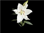 Crystal Blanca Liliaceae