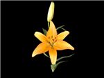 Freedom Liliaceae