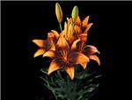 Orange Art Liliaceae