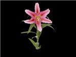Paramount Liliaceae