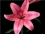 Pink Liliaceae