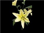 Pontiac Liliaceae