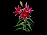 Red Empire Liliaceae