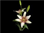 Starburst Liliaceae