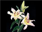 Starclass Liliaceae