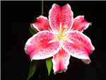 Stargazer Liliaceae