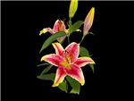 Striking Liliaceae