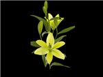 Trebiano Liliaceae