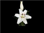 White Gazer Liliaceae