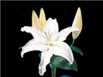 White Stargazer Liliaceae