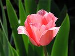 Jumbo Pink Liliaceae