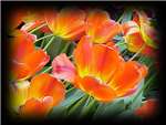 Orange Queen Liliaceae