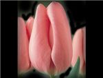 Peerless Pink Liliaceae